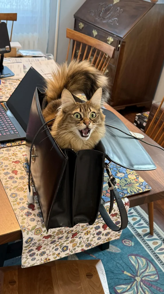 The Cat in the Bag, A Whiskered Intrigue