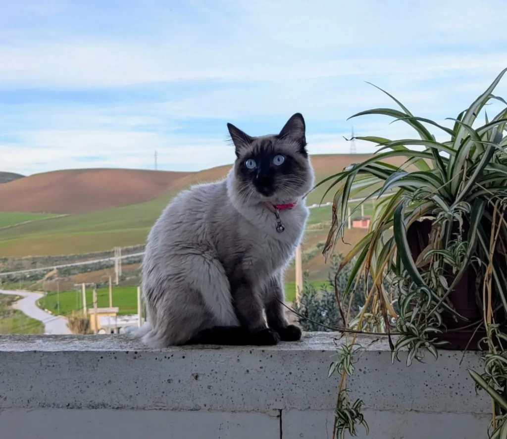 The Cat in the Green Maze, A Balcony Tale of Curiosity and Calm