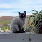 The Cat in the Green Maze, A Balcony Tale of Curiosity and Calm