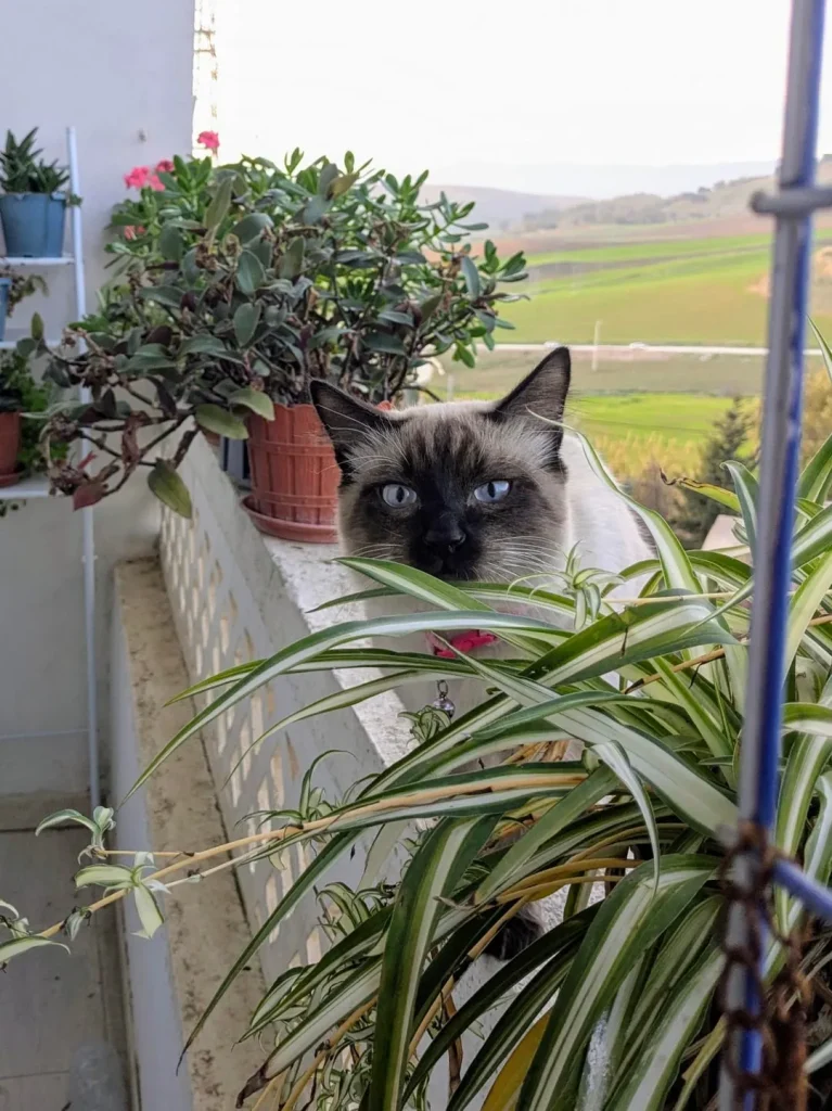 The Cat in the Green Maze, A Balcony Tale of Curiosity and Calm
