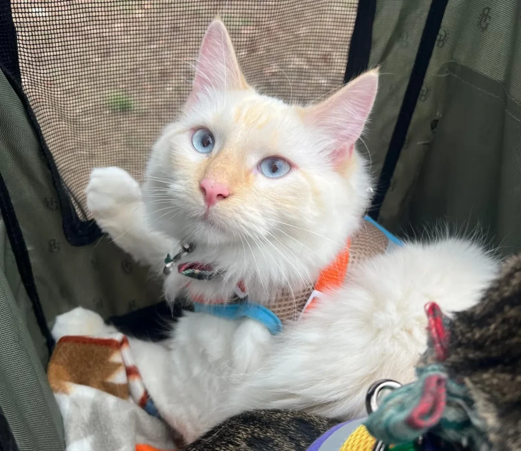 The Chronicles of the Adventure Cat