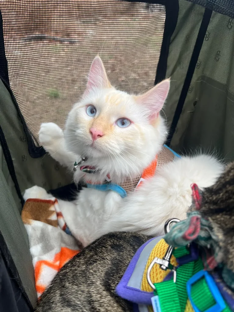 The Chronicles of the Adventure Cat