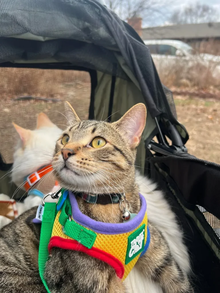 The Chronicles of the Adventure Cat