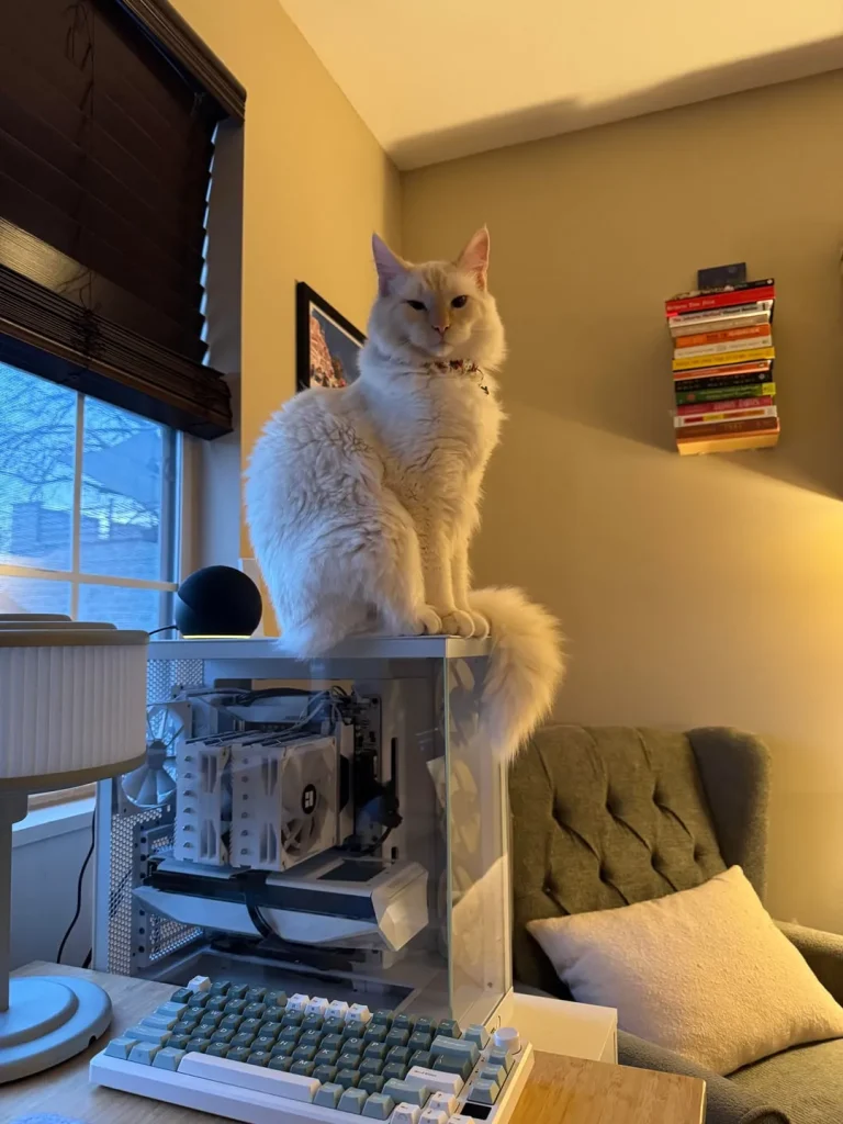 The Chronicles of the Adventure Cat