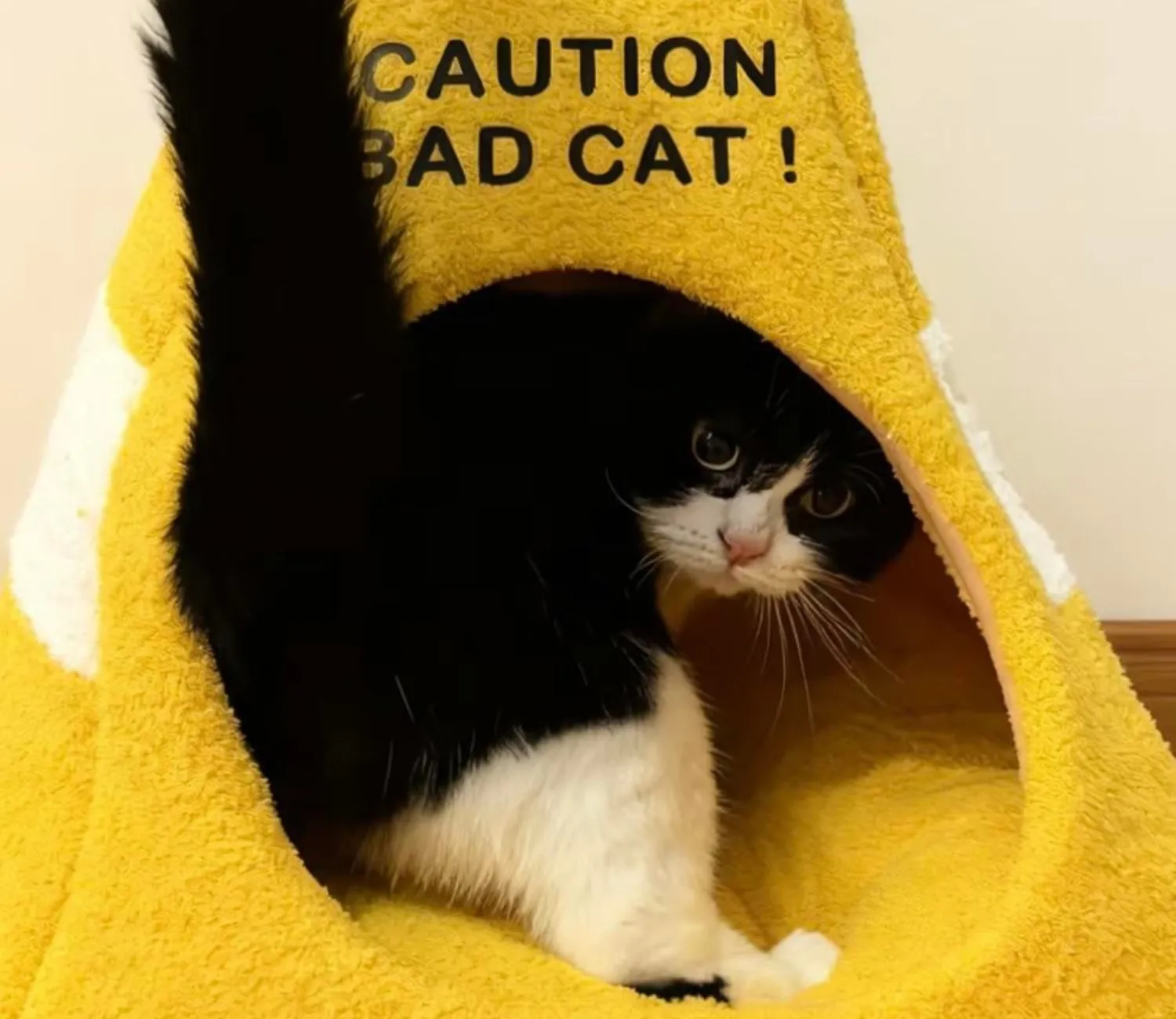 The Cone of Cat titude