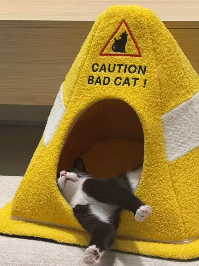 The Cone of Cat titude