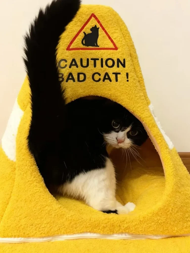 The Cone of Cat titude
