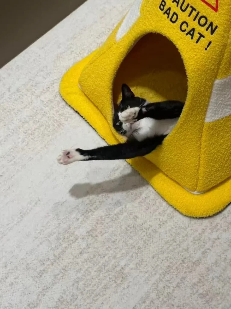 The Cone of Cat titude