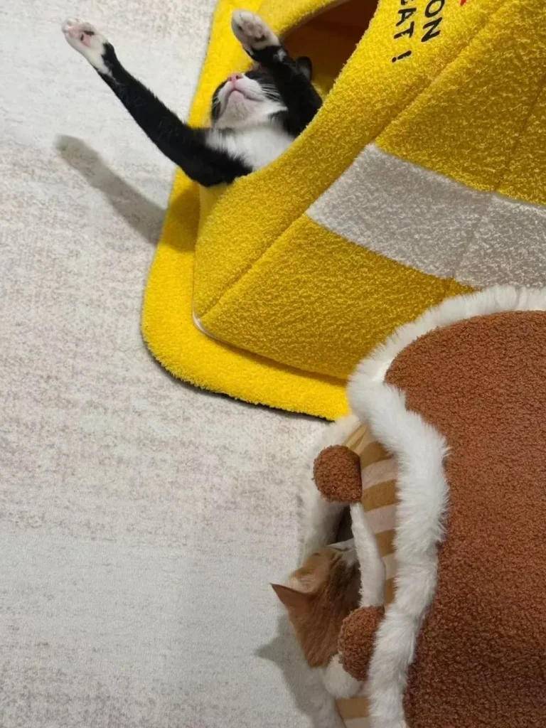 The Cone of Cat titude