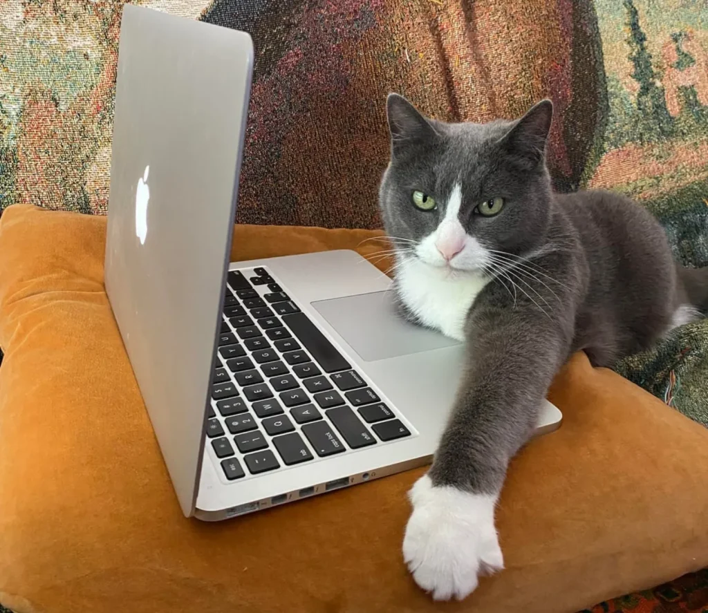 The Corporate Cat A Tuesday in Five Acts