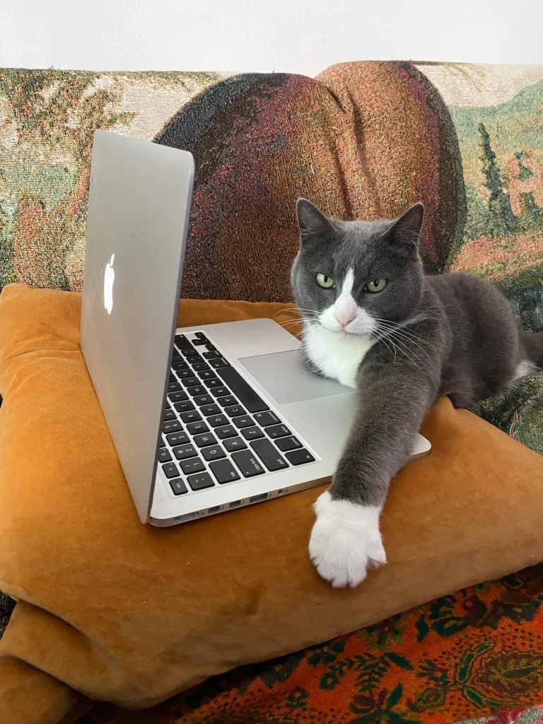 The Corporate Cat A Tuesday in Five Acts