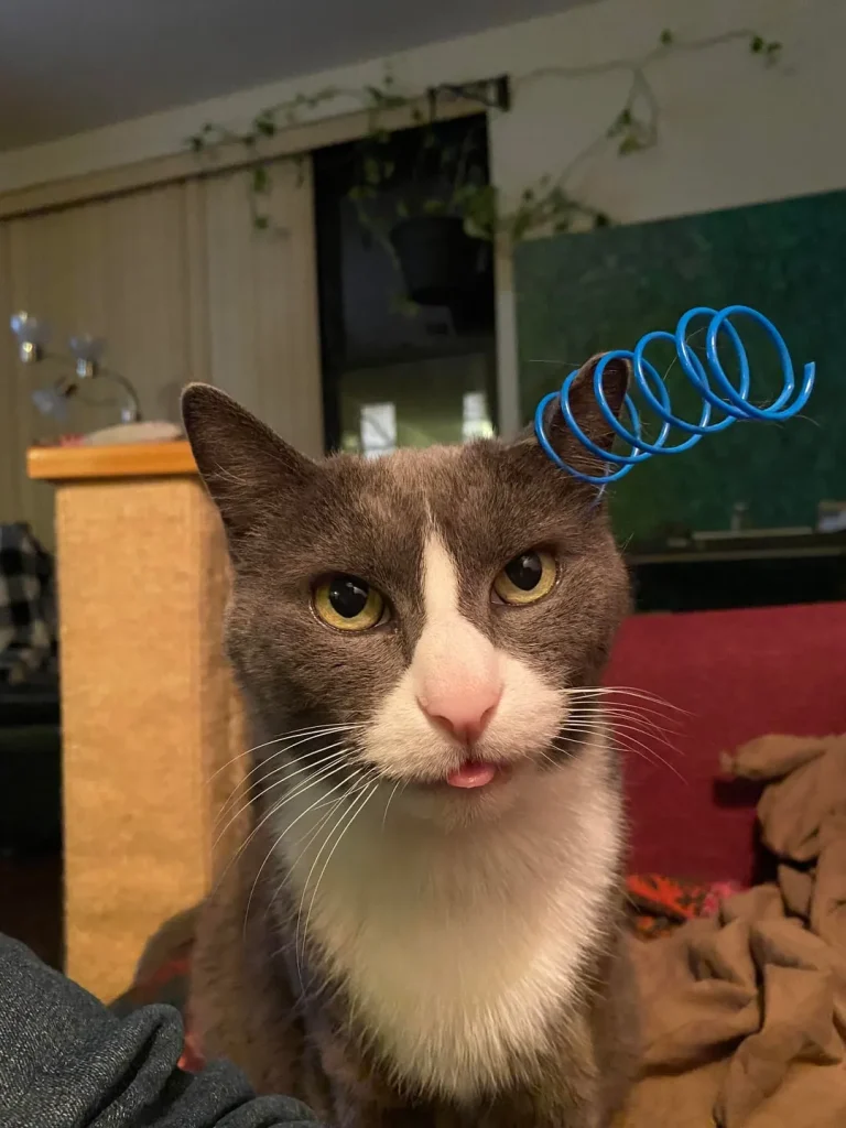 The Corporate Cat A Tuesday in Five Acts