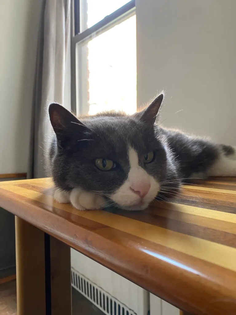 The Corporate Cat A Tuesday in Five Acts