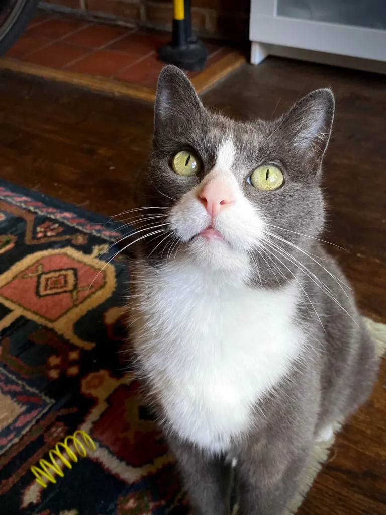 The Corporate Cat A Tuesday in Five Acts