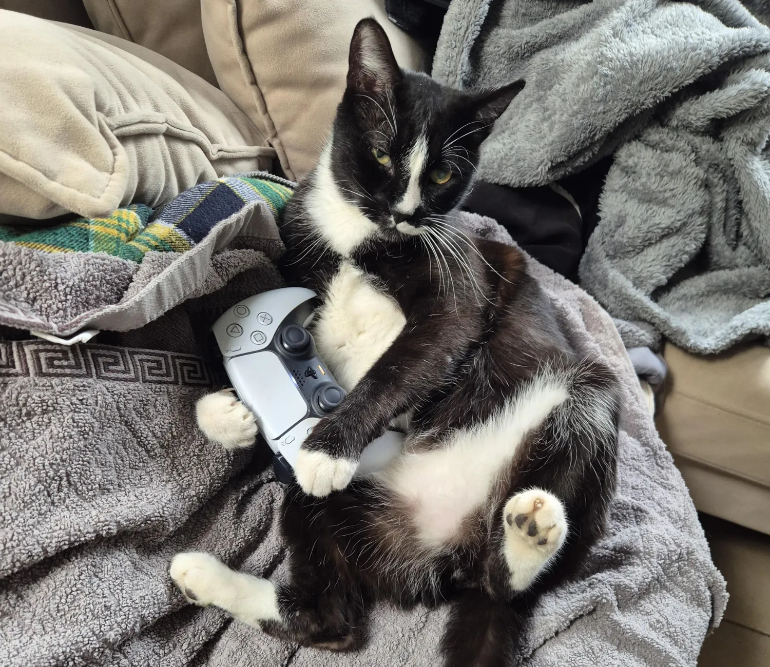 The Couch Cat Chronicles, Gamer by Day, Napper by Night