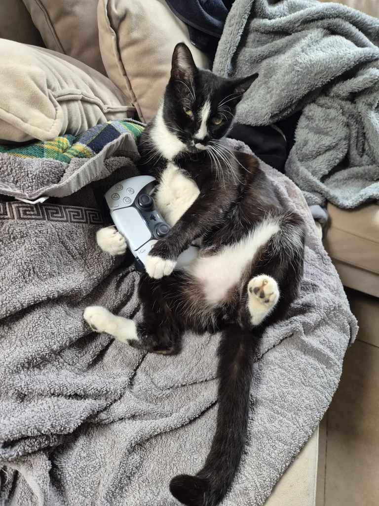 The Couch Cat Chronicles, Gamer by Day, Napper by Night