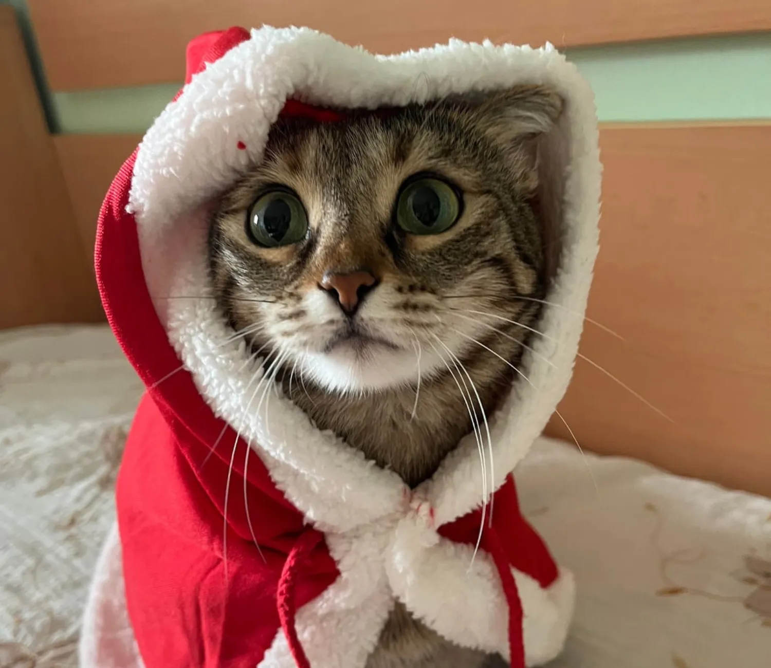 The Cozy Chronicles of a Christmas Cat