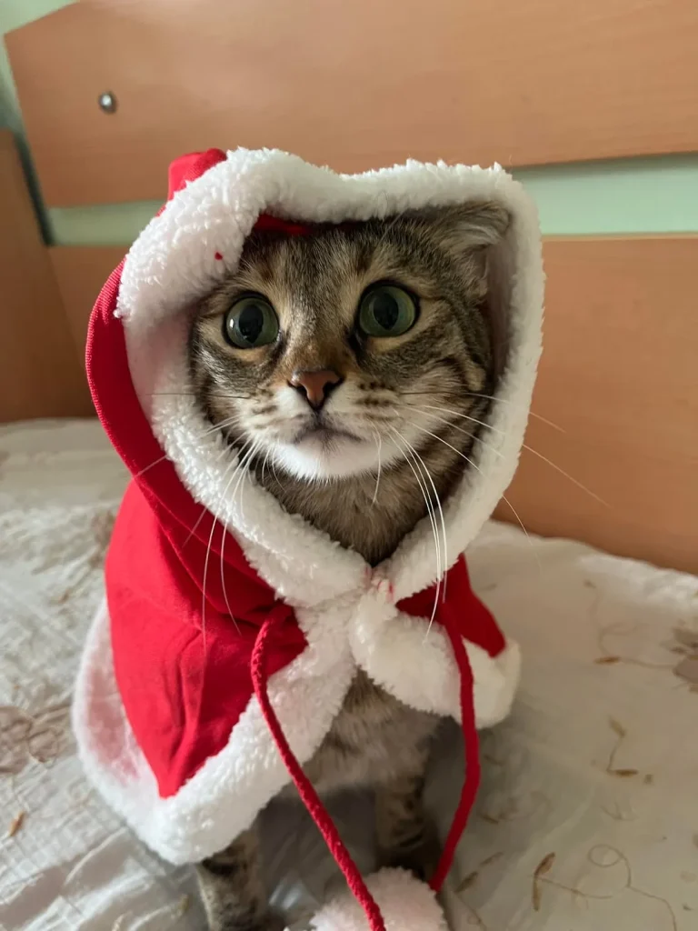 The Cozy Chronicles of a Christmas Cat