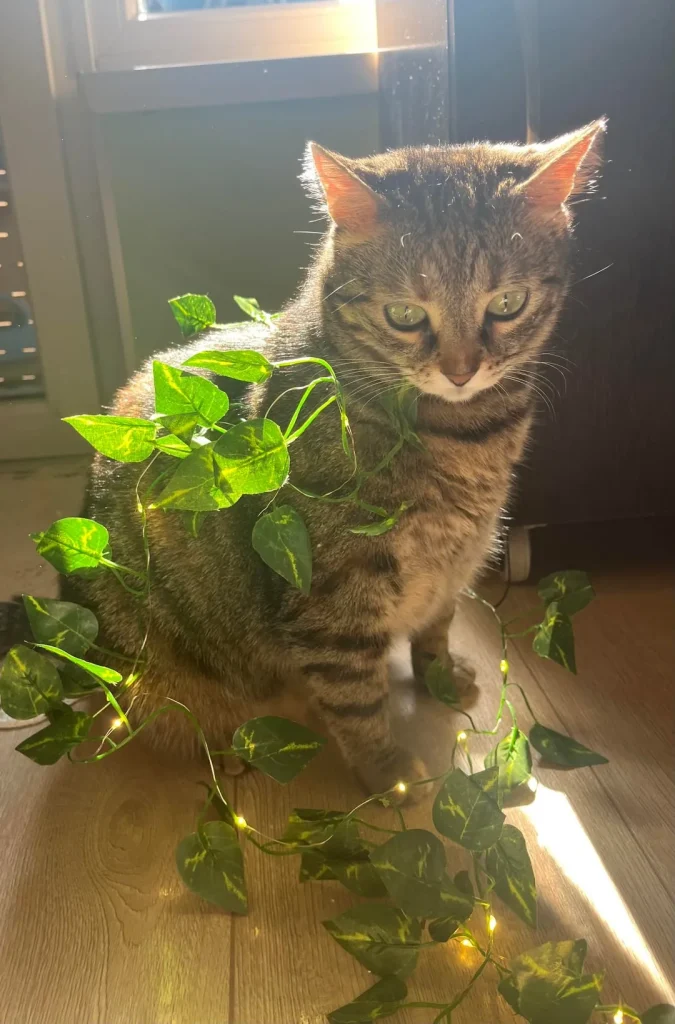 The Cozy Chronicles of a Christmas Cat