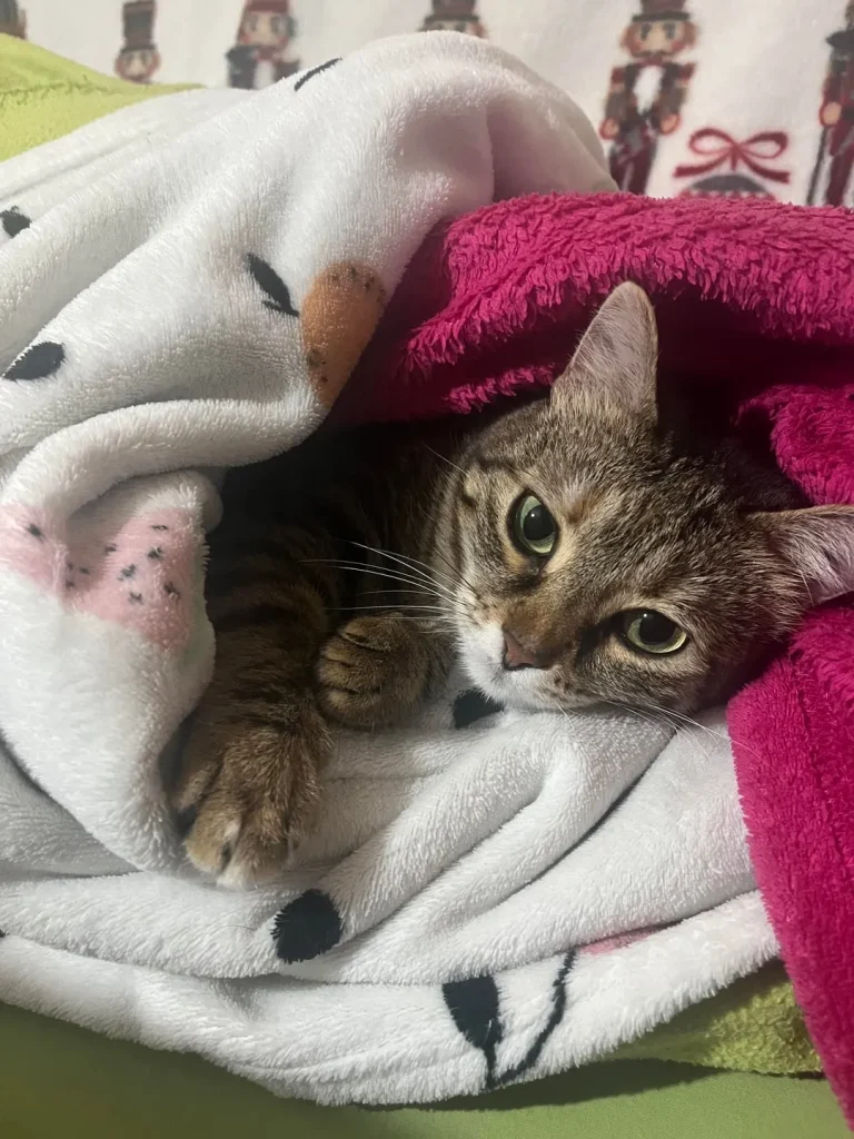 The Cozy Chronicles of a Christmas Cat