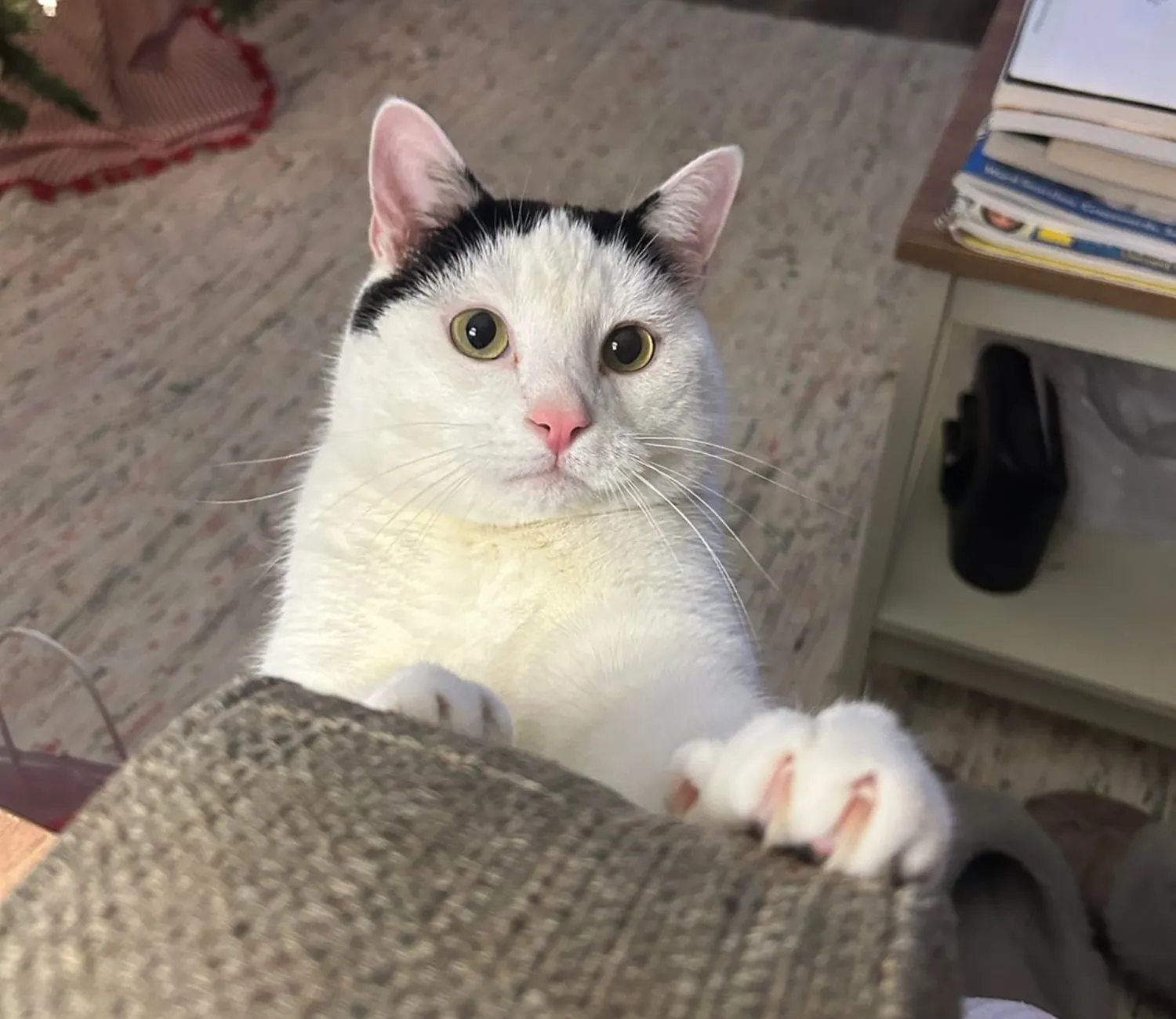 The Curious Cat Chronicles, A Holiday Tale of Whiskers and Wonder