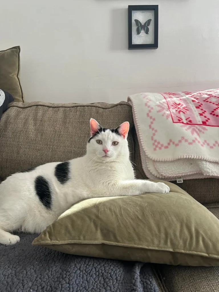 The Curious Cat Chronicles, A Holiday Tale of Whiskers and Wonder