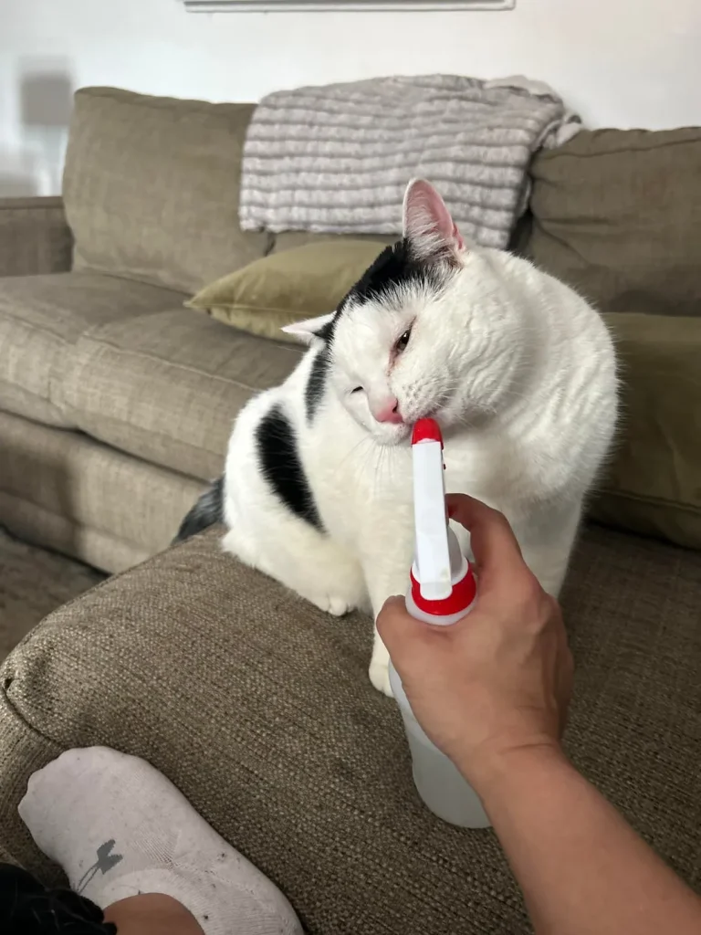 The Curious Cat Chronicles, A Holiday Tale of Whiskers and Wonder