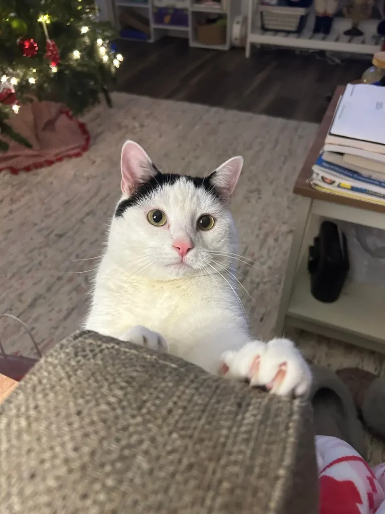 The Curious Cat Chronicles, A Holiday Tale of Whiskers and Wonder