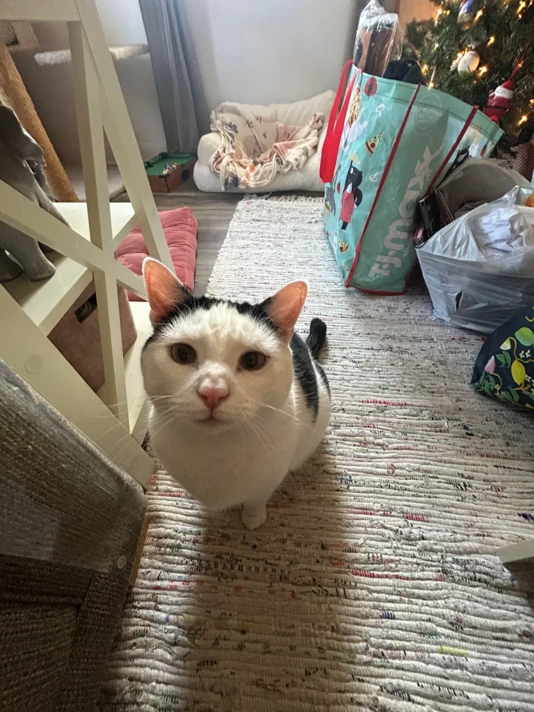 The Curious Cat Chronicles, A Holiday Tale of Whiskers and Wonder