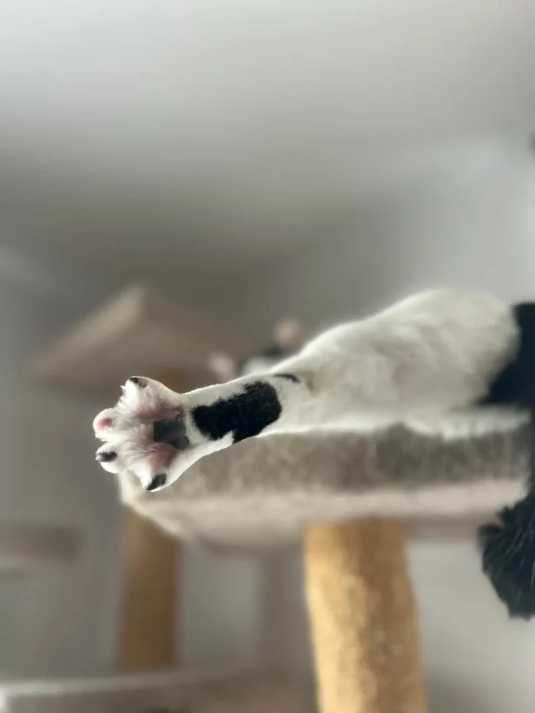 The Curious Cat Chronicles, A Holiday Tale of Whiskers and Wonder