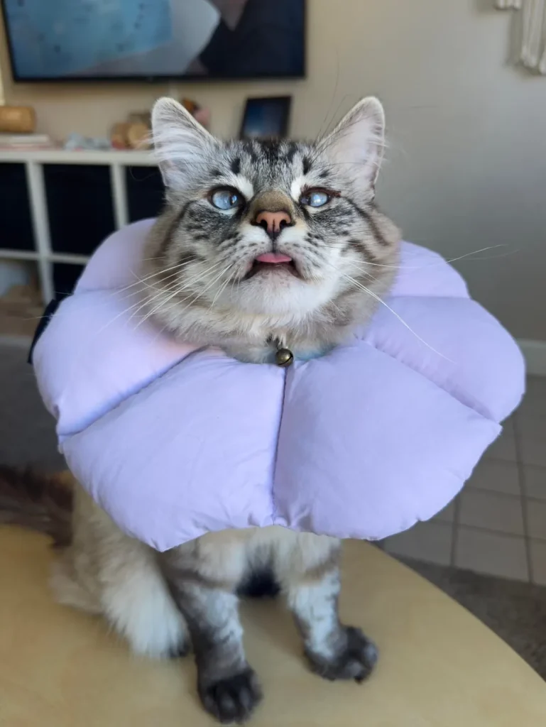 The Curious Cat Chronicles, A Tale of Fluff and Flower Power