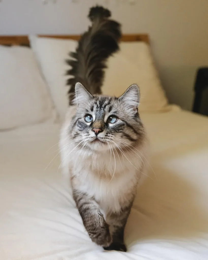 The Curious Cat Chronicles, A Tale of Fluff and Flower Power