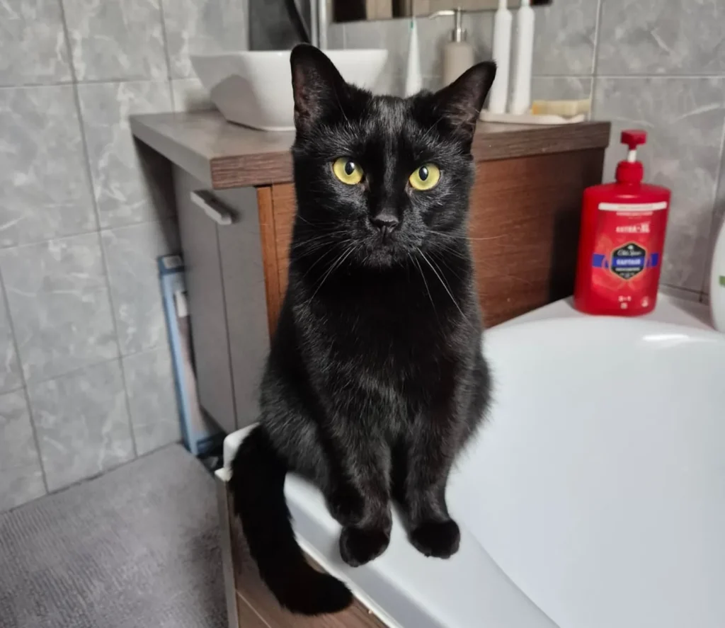 The Daily Patrols of Shadow the Cat