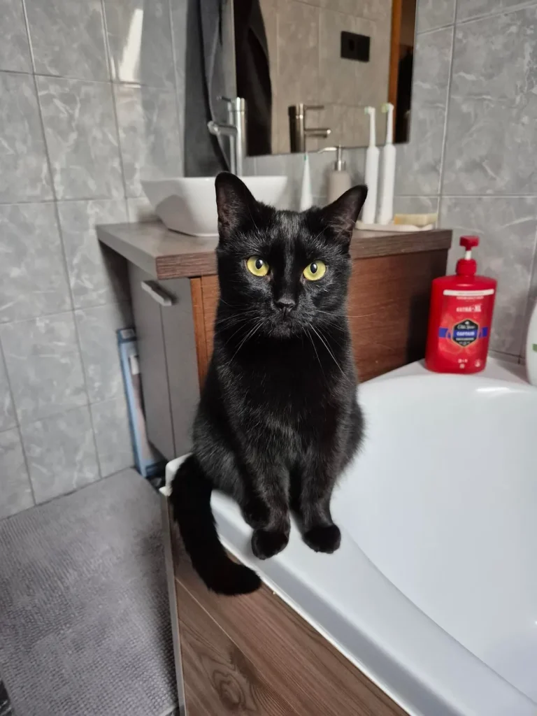 The Daily Patrols of Shadow the Cat