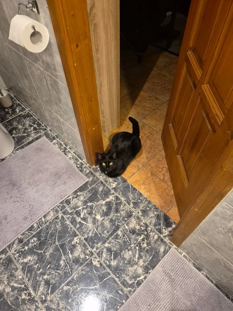 The Daily Patrols of Shadow the Cat