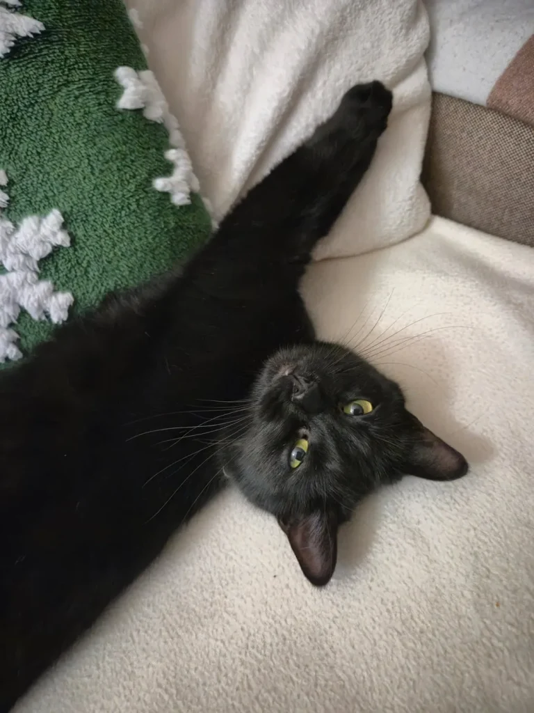 The Daily Patrols of Shadow the Cat