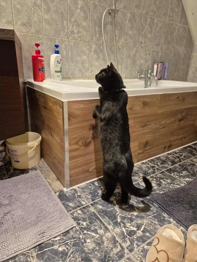 The Daily Patrols of Shadow the Cat