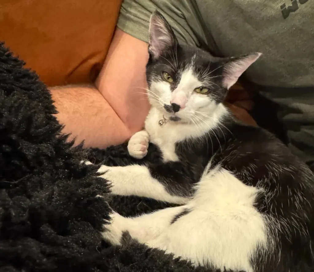 The Executive Routine of the CEO Cat