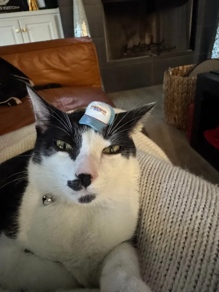 The Executive Routine of the CEO Cat