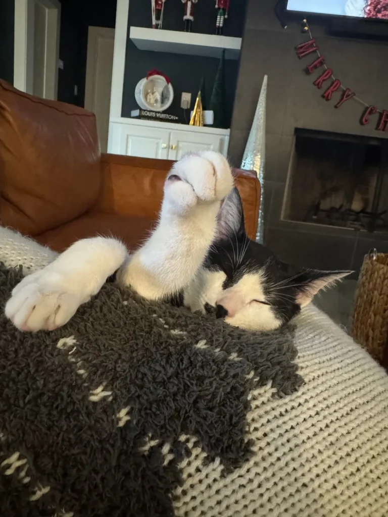 The Executive Routine of the CEO Cat