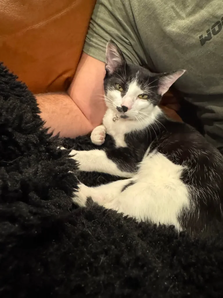 The Executive Routine of the CEO Cat