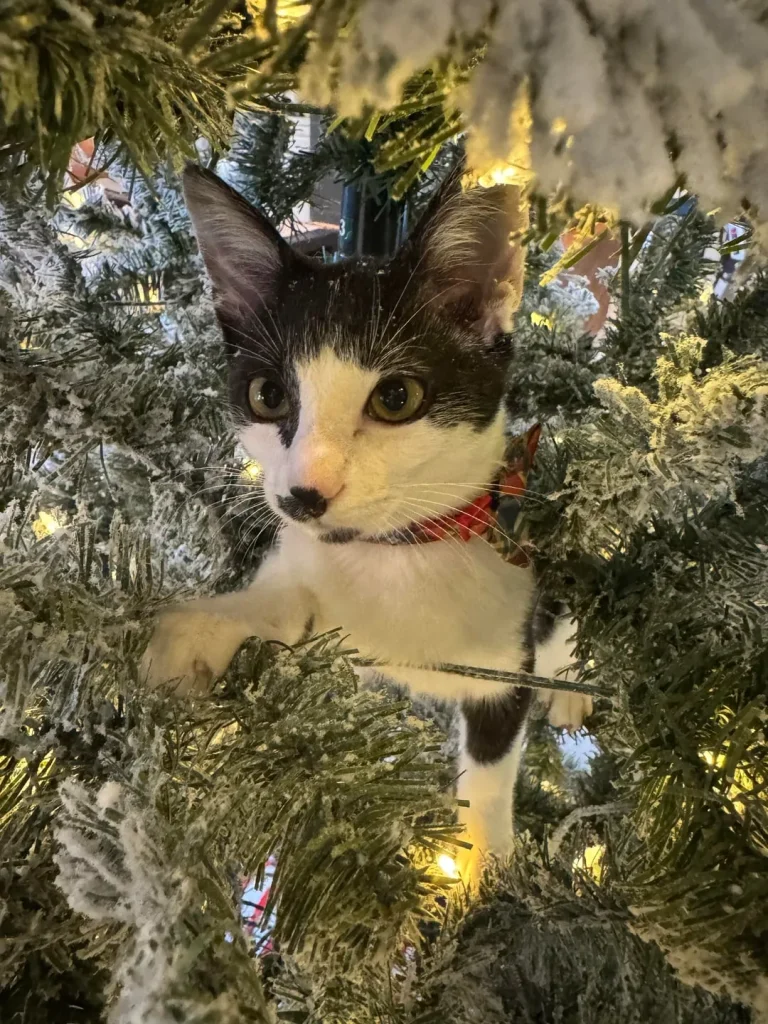 The Executive Routine of the CEO Cat