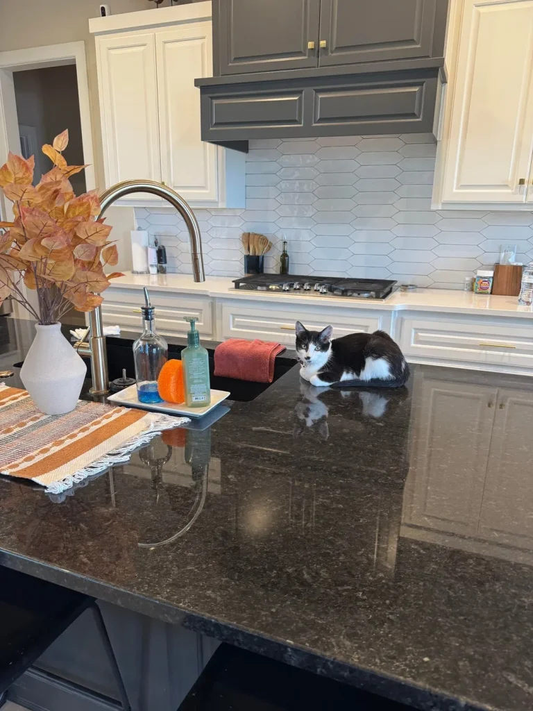 The Executive Routine of the CEO Cat