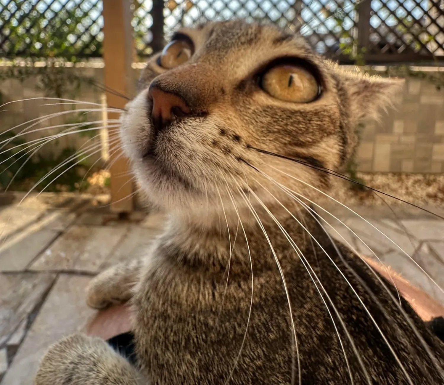 The Four Stages of a Cat in Low Power Mode