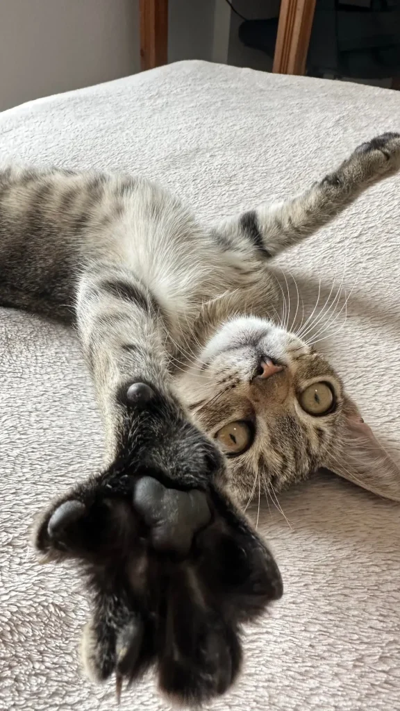 The Four Stages of a Cat in Low Power Mode