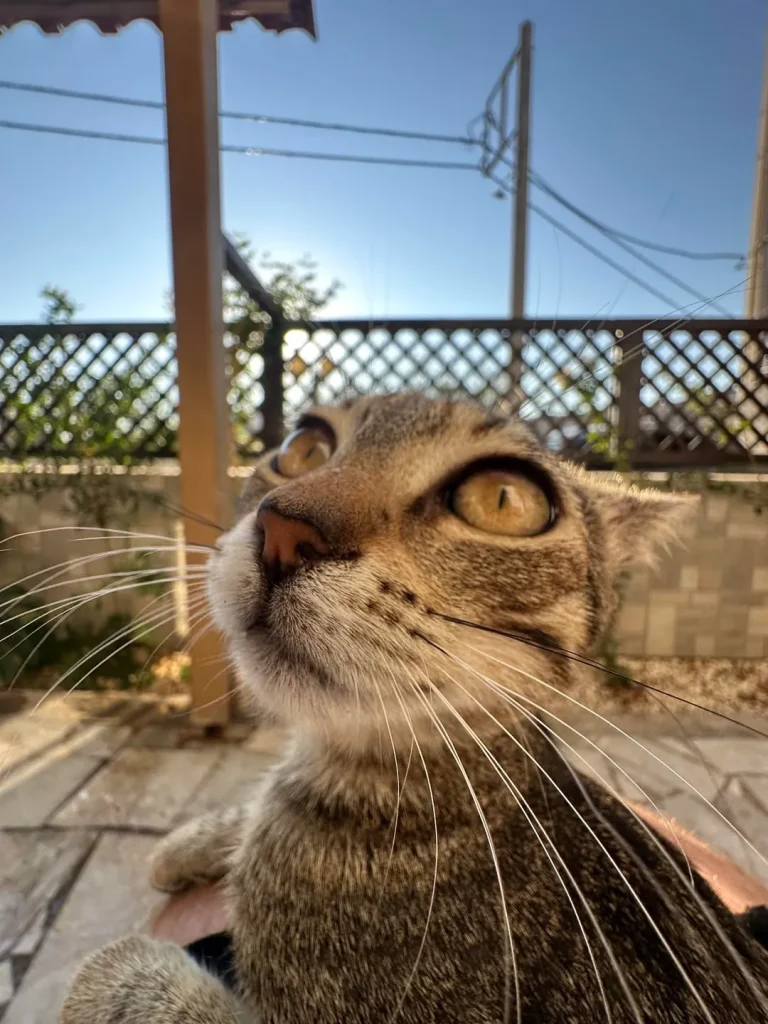 The Four Stages of a Cat in Low Power Mode
