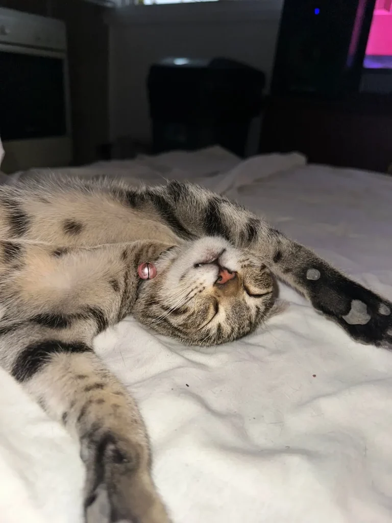 The Four Stages of a Cat in Low Power Mode