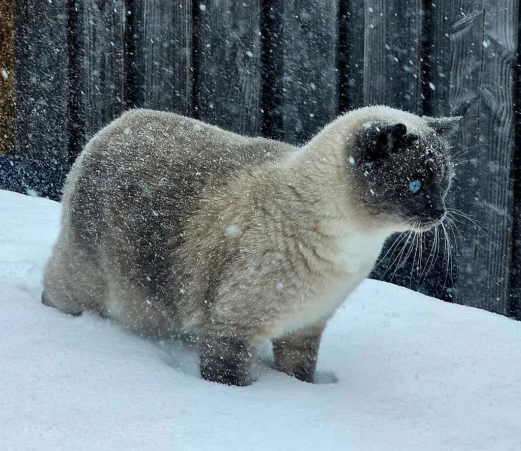 The Frozen Kingdom of the Backyard Cat
