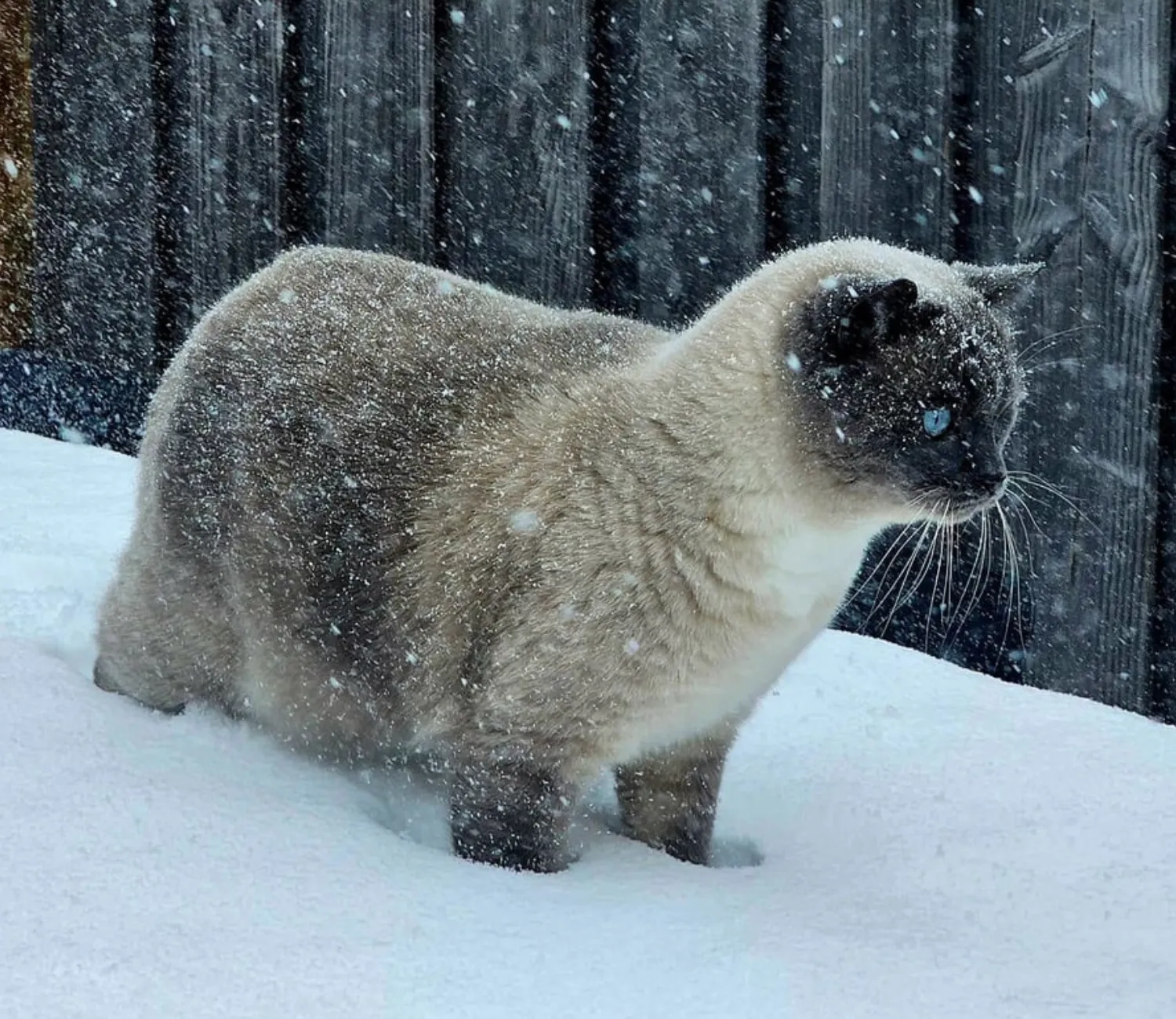 The Frozen Kingdom of the Backyard Cat