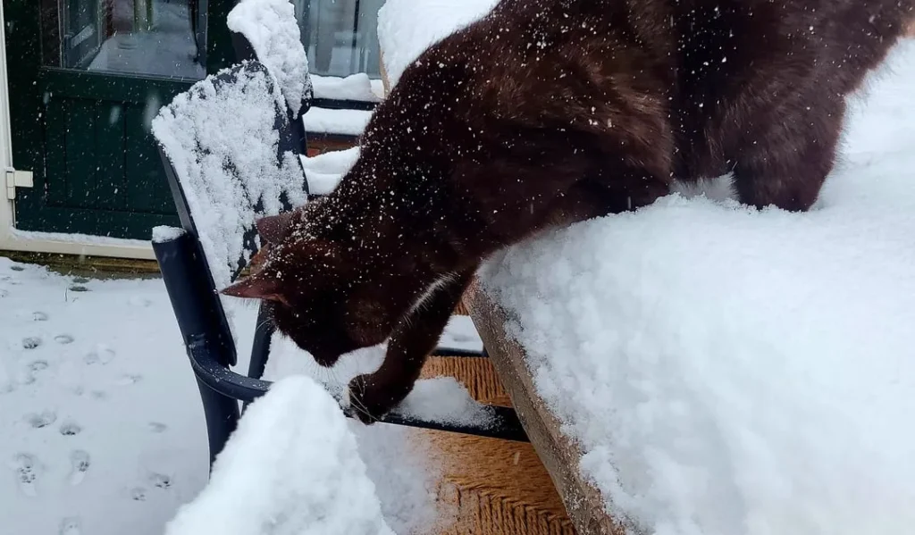 The Frozen Kingdom of the Backyard Cat